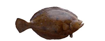 Image result for Paralichthys albigutta