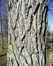 Attēlu rezultāti vaicājumam “Salix fragilis”
