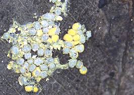 Attēlu rezultāti vaicājumam “Physarum luteolum macro”