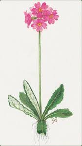 Attēlu rezultāti vaicājumam “Primula farinosa flower”