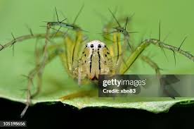 Attēlu rezultāti vaicājumam “Salticus sp.”