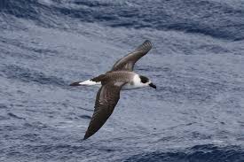 Image result for Pterodroma hasitata