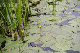 Attēlu rezultāti vaicājumam “Nuphar lutea fruit”