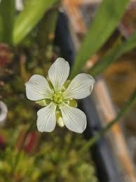 Attēlu rezultāti vaicājumam “Droseraceae”