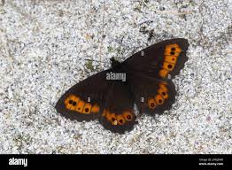 Attēlu rezultāti vaicājumam “Erebia ligea underside”