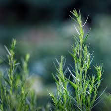 Image result for Imagini tehron