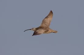 Image result for Numenius hudsonicus