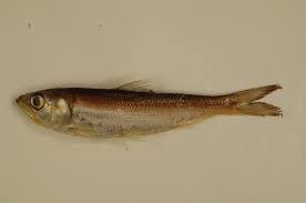 Image result for Alosa chrysochloris