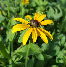 Image result for Rudbeckia fulgida