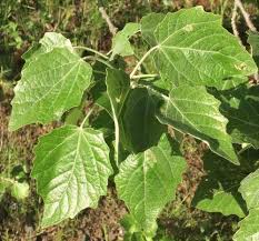 Attēlu rezultāti vaicājumam “Populus x gileadensis”