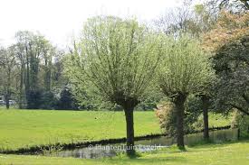 Attēlu rezultāti vaicājumam “Salix alba”