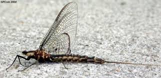 Attēlu rezultāti vaicājumam “Ephemeroptera imago”