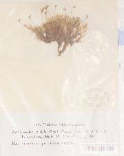 Attēlu rezultāti vaicājumam “Timmia megapolitana”