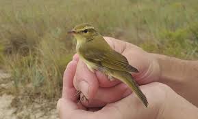 Attēlu rezultāti vaicājumam “Phylloscopus trochiloides”