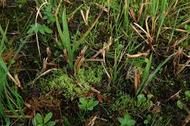 Attēlu rezultāti vaicājumam “Philonotis fontana sporophyte”