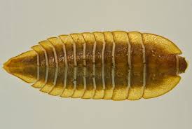 Attēlu rezultāti vaicājumam “Raphidioptera larva”