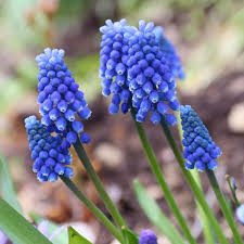 Attēlu rezultāti vaicājumam “Muscari armeniacum”