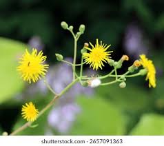 Attēlu rezultāti vaicājumam “Leontodon autumnalis  leaf”