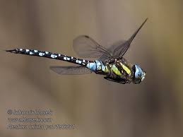 Attēlu rezultāti vaicājumam “Aeshna mixta”