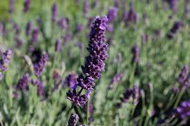 Attēlu rezultāti vaicājumam “Lavandula angustifolia flower”