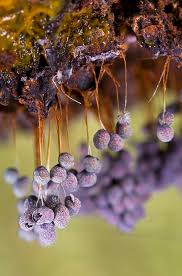 Attēlu rezultāti vaicājumam “myxomicetes”