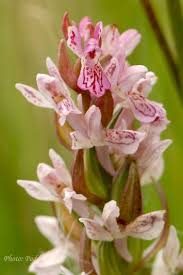 Attēlu rezultāti vaicājumam “Dactylorhiza incarnata flower”