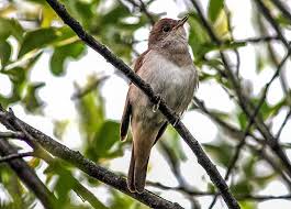 Image result for Hippolais pallida