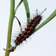 Attēlu rezultāti vaicājumam “Tenthredo scrophulariae exuvia”