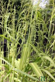 Attēlu rezultāti vaicājumam “Milium effusum leaf”