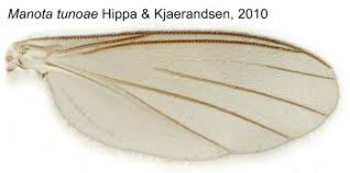 Attēlu rezultāti vaicājumam “Mycetophilidae”