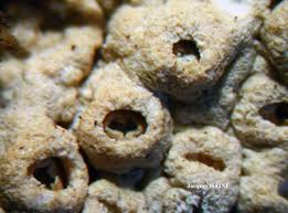 Attēlu rezultāti vaicājumam “Thelotrema lepadinum”