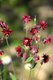 Image result for Akelei