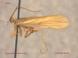 Attēlu rezultāti vaicājumam “Phryganeidae”