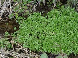 Image result for Rorippa nasturtium-aquaticum