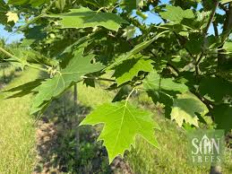 Attēlu rezultāti vaicājumam “Platanus x hispanica (syn. Platanus x acerifolia) leaf”