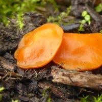 Attēlu rezultāti vaicājumam “Melastiza chateri”