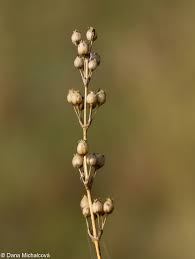 Attēlu rezultāti vaicājumam “Silene otites fruit”