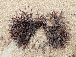 Attēlu rezultāti vaicājumam “Furcellaria lumbricalis”