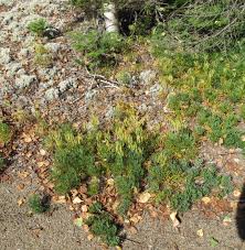 Attēlu rezultāti vaicājumam “Diphasiastrum tristachyum”