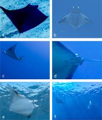 Image result for Mobula thurstoni