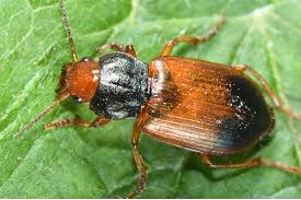 Attēlu rezultāti vaicājumam “Diachromus germanus”