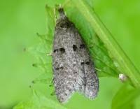 Attēlu rezultāti vaicājumam “Luquetia lobella”