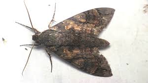 Attēlu rezultāti vaicājumam “Anthrenus sp. imago”