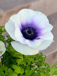 Attēlu rezultāti vaicājumam “Anemone”