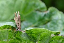 Attēlu rezultāti vaicājumam “Psyche casta larva”