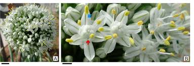 Attēlu rezultāti vaicājumam “Allium cepa”