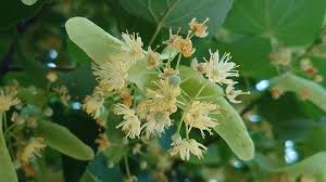 Attēlu rezultāti vaicājumam “Tilia cordata”