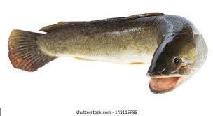 Image result for Amia calva