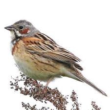 Image result for Emberiza fucata