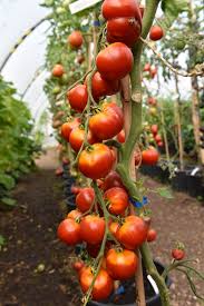 Afbeeldingsresultaat voor bloody butcher tomato